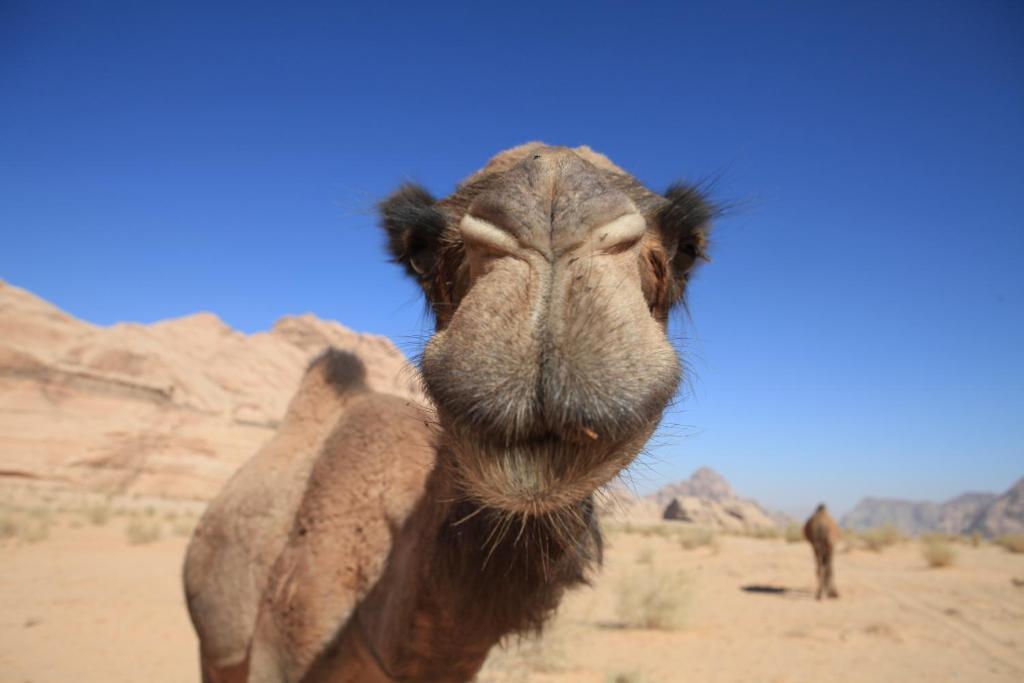 Bedouin Expedition Wadi Rum Exterior foto